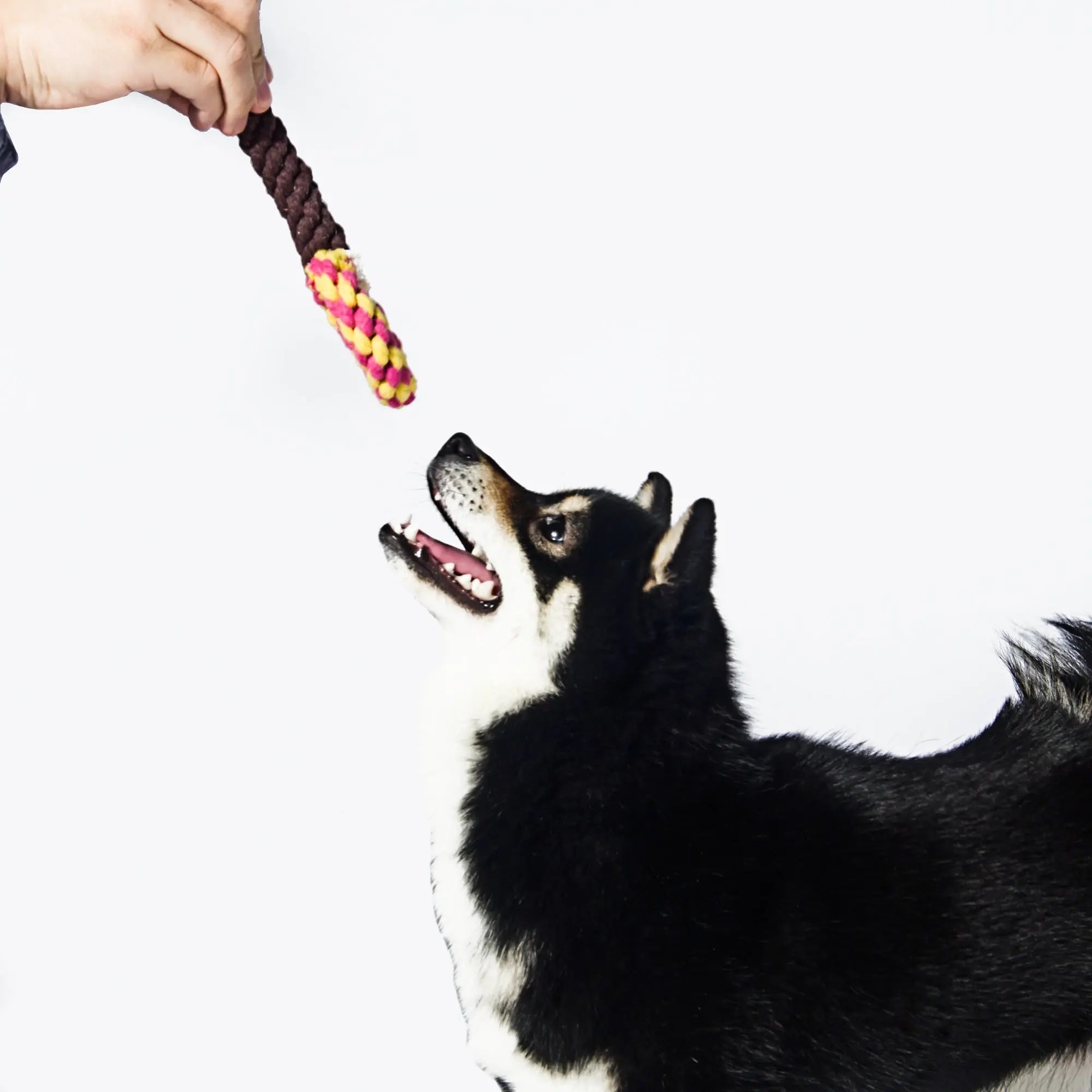 Kashima Lollipop Shaped Pet Bitten Toy kashimashop