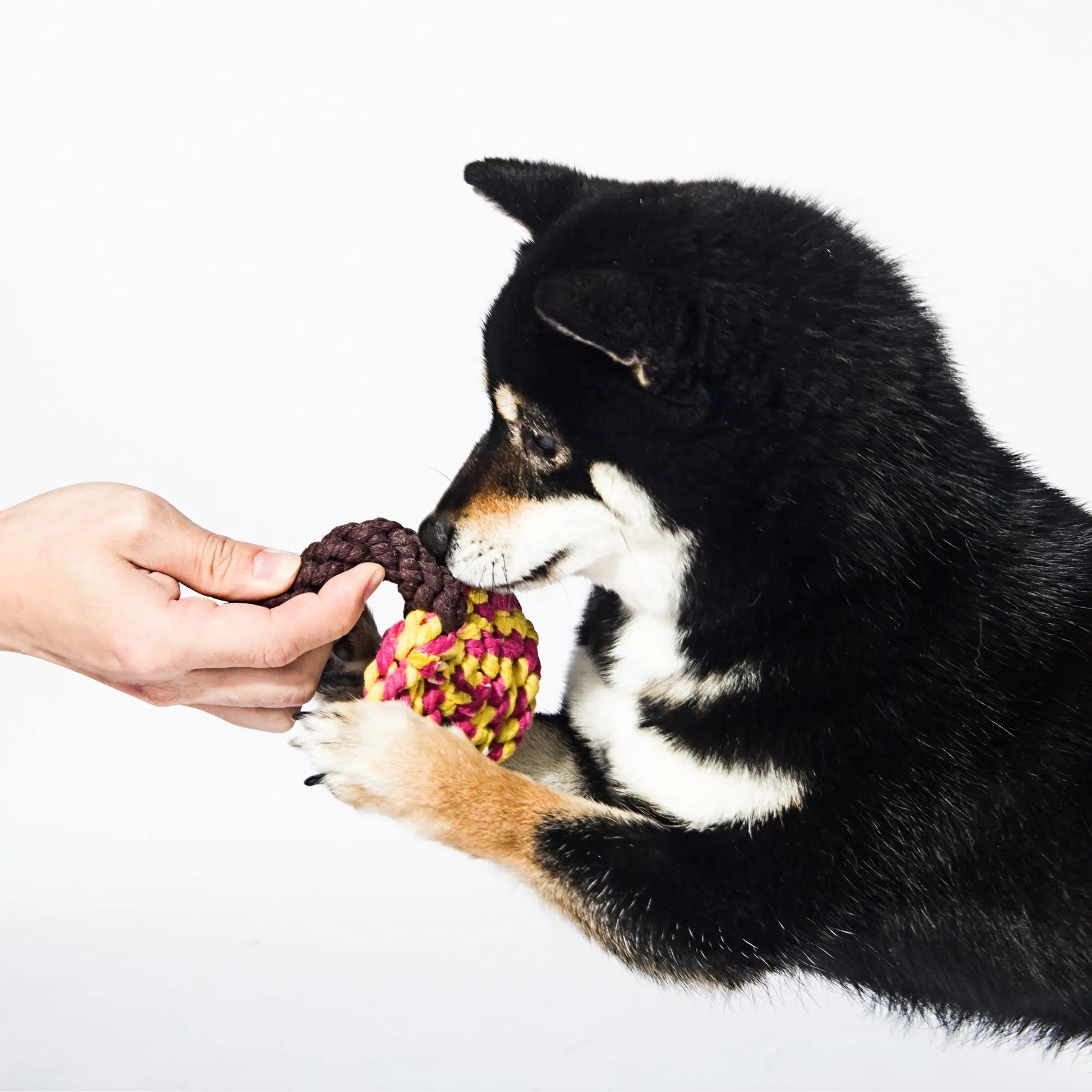 Kashima Lollipop Shaped Pet Bitten Toy kashimashop