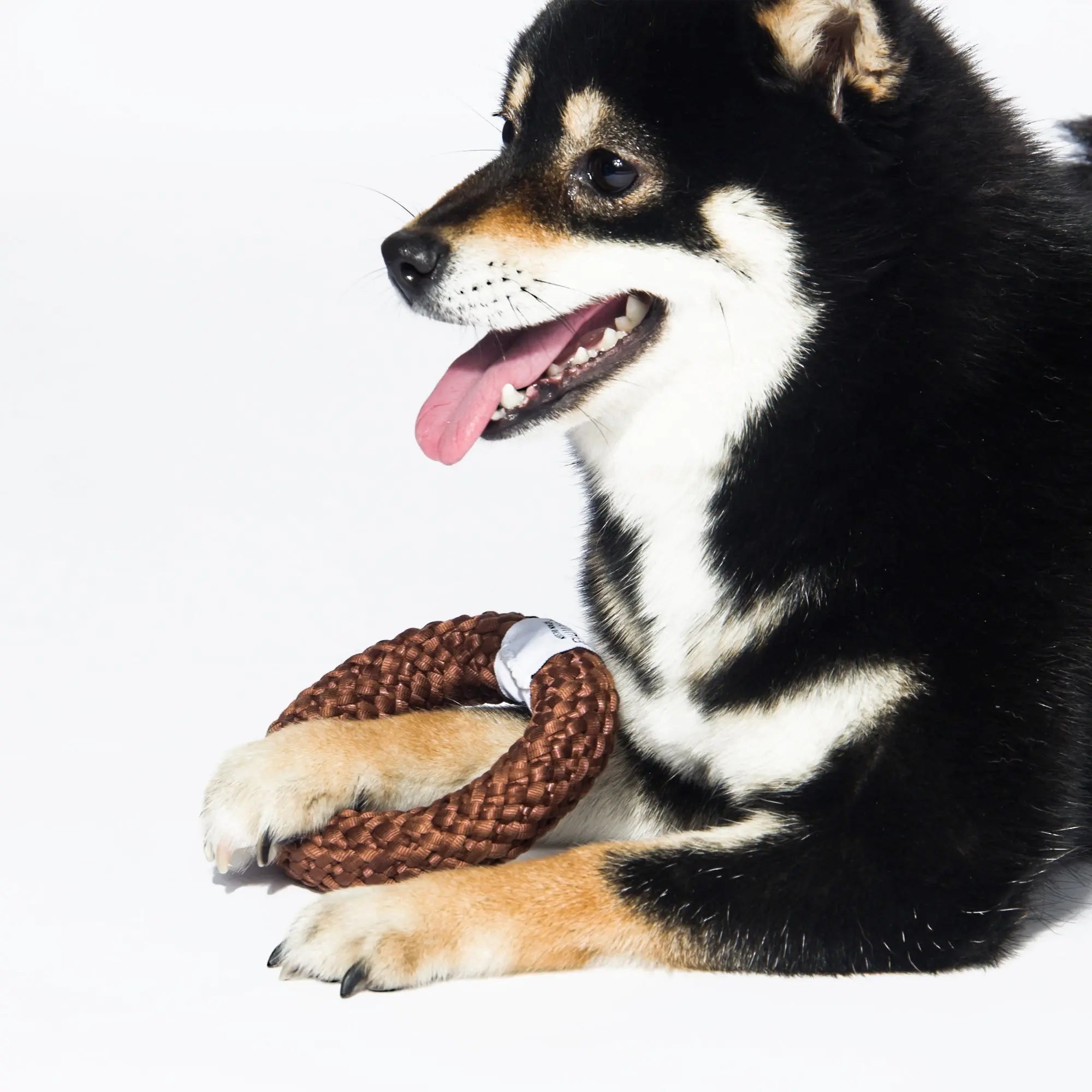 Kashima Donut Shaped Pet Chew Toy kashimashop